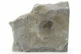 Isoteloides Flexus Trilobite - Fillmore Formation, Utah #286563-1